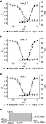 Voltage-Gated Sodium Channel Modulation by a New Spider Toxin Ssp1a Isolated From an Australian Theraphosid